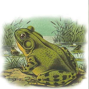 TalkTime: Why Frogs Matter
