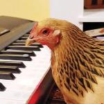 FUN TIME: TALENTED CHICKEN CAN TEACH US A LOT