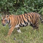 Indian Forestry Officials Monitor Tiger’s Journey to Bangladesh