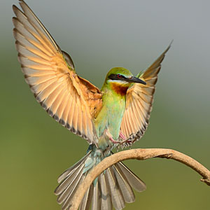 10_13_Wildlife_Bird2.jpg