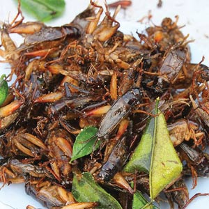 Fun Time: CRICKET CONSUMPTION INCREASING AROUND THE WORLD