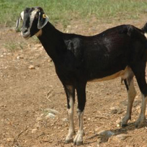 JUDGING AN UNRULY ANIMAL