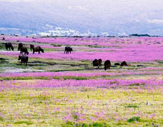 Off the Beaten Path: Maharashtra’s Three Hidden Gems