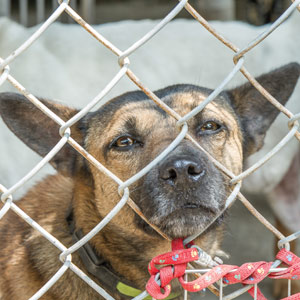 Fun Time: 'Adopt a Desi' Program Attracts Many Foreigners