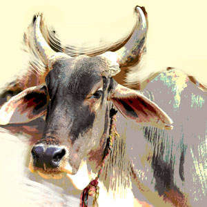 In India: Unholy Cow