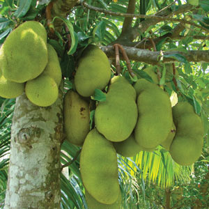 THE RISE OF THE JACKFRUIT