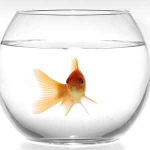 DINNER WITH A GOLDFISH GETS BAD REVIEWS