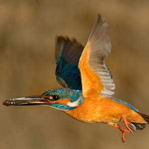 WildLife: Birding in India