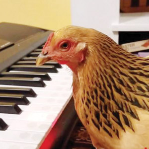 FUN TIME: TALENTED CHICKEN CAN TEACH US A LOT