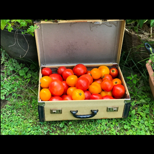 From Dubai to India: 10 Kg of Tomatoes