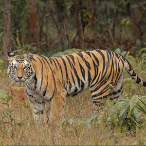 India’s Population Boom Extends to Tigers