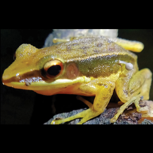 The Frog and The Mushroom: A Surprising Connection from India