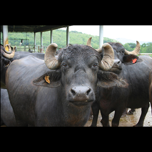 Buffalo Undergoes Jewelryextraction Surgery