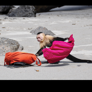 Fun Time: Monkeys Need to be Gainfully Employed