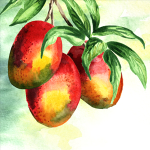 Monsoon of Memories: Mango Season: The Indian Manna!