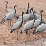 GOING BIRD-WATCHING IN GOA