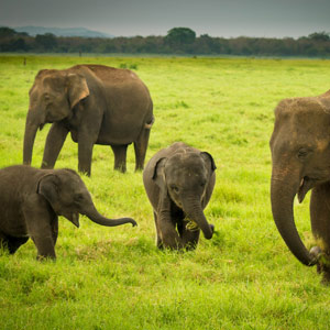 10_17_Travel_Elephants.jpg
