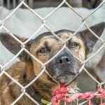 Fun Time: 'Adopt a Desi' Program Attracts Many Foreigners