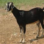 JUDGING AN UNRULY ANIMAL