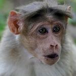 Fun Time: Too Much Monkeying Around in Delhi