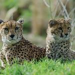 India’S Newest Import from Africa: Cheetahs