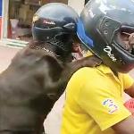 LESSONS FROM HELMET-WEARING DOGS