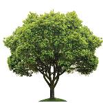 THE MANY BENEFITS OF PLANTING TREES