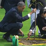 IF OBAMA’S TREE COULD TALK