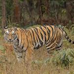 India’s Population Boom Extends to Tigers