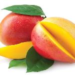 THE GREAT MANGO WAR