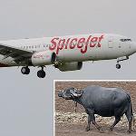 Too Many Animals on the Runway