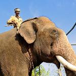 Legacy: Mahouts: A Vanishing Tribe