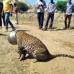 Fun Time: THE TALE OF THE THIRSTY LEOPARD