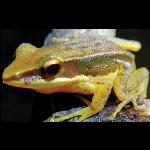 The Frog and The Mushroom: A Surprising Connection from India